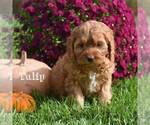 Small Photo #3 Cocker Spaniel-Poodle (Miniature) Mix Puppy For Sale in MIFFLINBURG, PA, USA