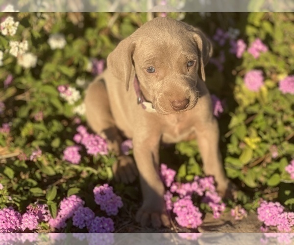 Medium Photo #12 Weimaraner Puppy For Sale in WILLOWS, CA, USA