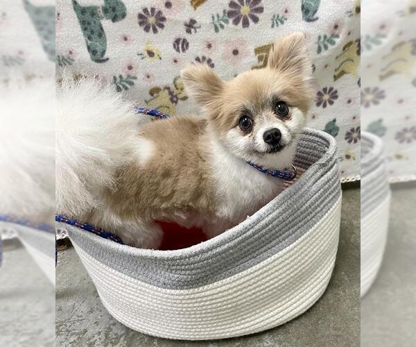 Medium Photo #1 Pomeranian Puppy For Sale in Rosenberg, TX, USA