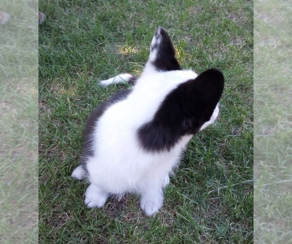 Medium Photo #2 Aussie-Corgi Puppy For Sale in ELLENSBURG, WA, USA