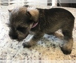 Small Photo #4 Schnauzer (Miniature) Puppy For Sale in VALRICO, FL, USA