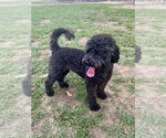 Small #3 Poodle (Miniature)