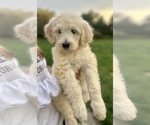 Small Photo #7 Goldendoodle Puppy For Sale in SOUTHBURY, CT, USA