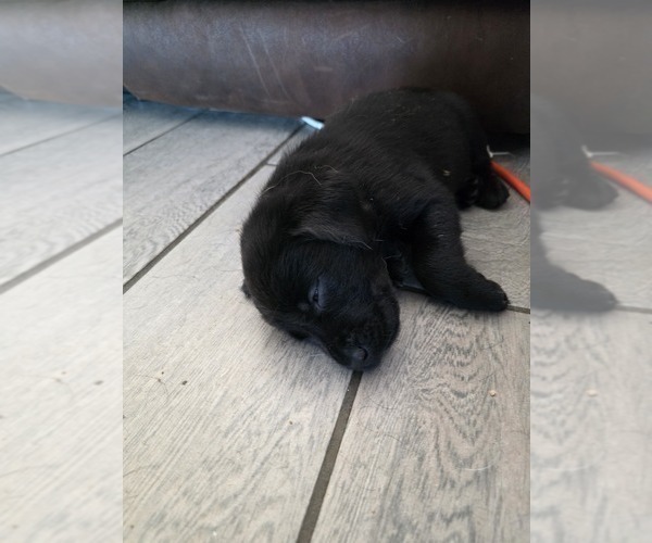 Medium Photo #7 Labrador Retriever Puppy For Sale in SHELBYVILLE, IN, USA
