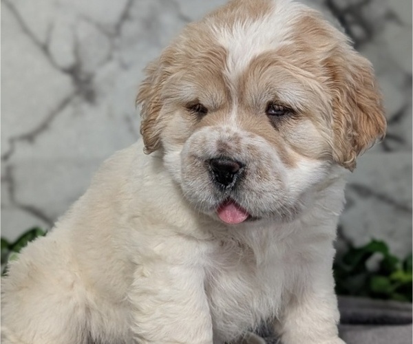 Medium Photo #3 Cocker-Pei Puppy For Sale in GOSHEN, IN, USA