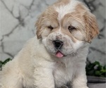 Small #2 Cocker-Pei
