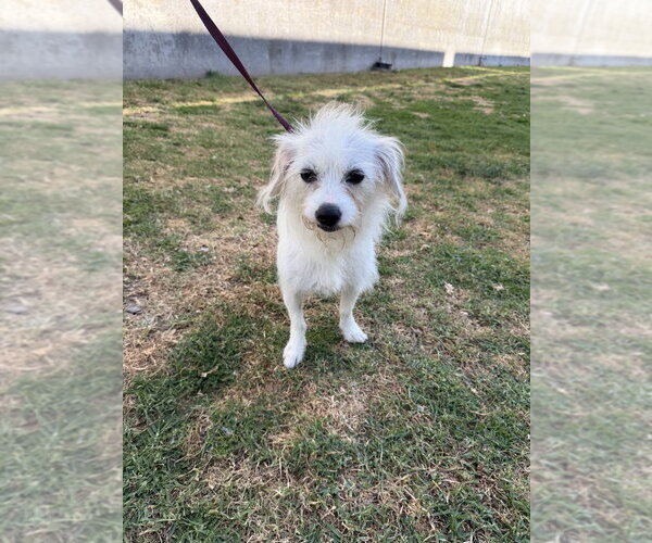 Medium Photo #1 Jack Russell Terrier-Unknown Mix Puppy For Sale in San Diego , CA, USA