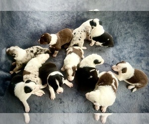 Australian Shepherd Litter for sale in CONWAY, MA, USA