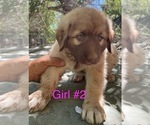 Puppy Puppy 2 Anatolian Shepherd-Kangal Dog Mix