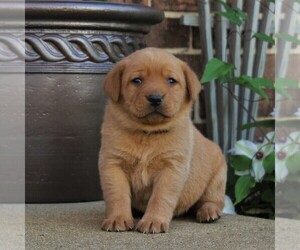 Labrador Retriever Puppy for sale in BIRD IN HAND, PA, USA