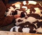 Small Photo #3 English Springer Spaniel Puppy For Sale in LEWISBERRY, PA, USA