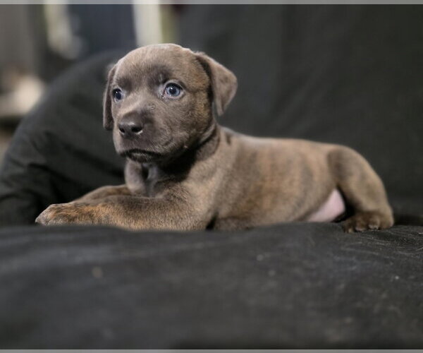Medium Photo #5 Labrador Retriever-Unknown Mix Puppy For Sale in McKinney, TX, USA