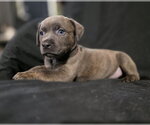 Small #4 Labrador Retriever Mix