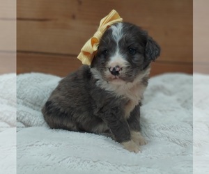 Bernedoodle Puppy for sale in FRYTOWN, IA, USA