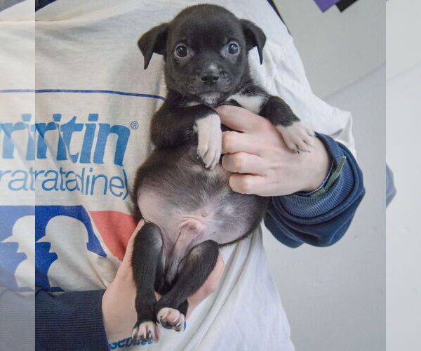 Medium Photo #3 Chiweenie Puppy For Sale in Huntley, IL, USA