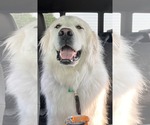 Small #1 Great Pyrenees