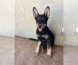 Medium Border Collie Mix