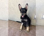 Small Border Collie Mix