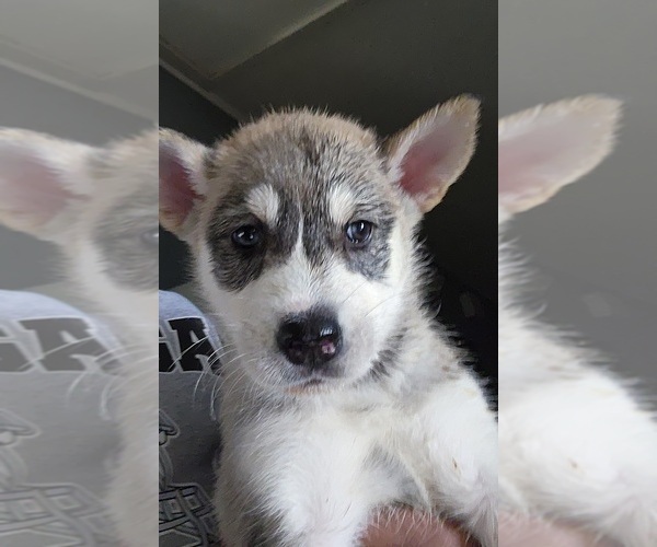 Medium Photo #8 Alaskan Husky-Alaskan Malamute Mix Puppy For Sale in RANDLEMAN, NC, USA