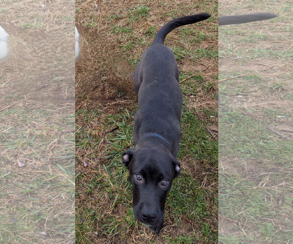 Medium Photo #3 Mutt Puppy For Sale in White Bluff, TN, USA