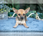 Small #1 Chihuahua