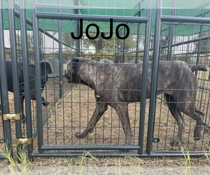 Mother of the Cane Corso puppies born on 02/26/2023