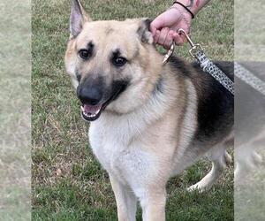 German Shepherd Dog-Unknown Mix Dogs for adoption in San Antonio, TX, USA