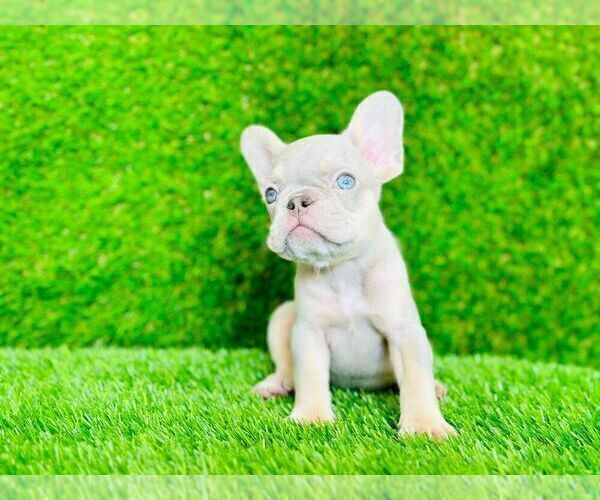 Medium Photo #2 French Bulldog Puppy For Sale in CYPRESS, TX, USA