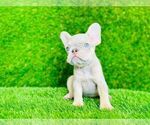 Small Photo #2 French Bulldog Puppy For Sale in CYPRESS, TX, USA