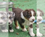 Small Photo #14 Australian Shepherd Puppy For Sale in NELSON, VA, USA
