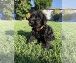 Small Photo #4 Schnauzer (Giant) Puppy For Sale in LA PUENTE, CA, USA