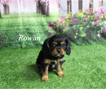 Image preview for Ad Listing. Nickname: Rowan