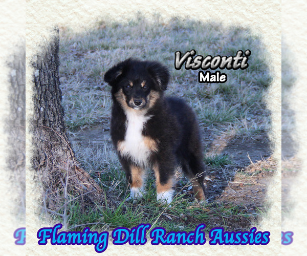 Medium Photo #1 Miniature Australian Shepherd Puppy For Sale in FORESTBURG, TX, USA