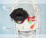 Small Photo #5 Maltipoo Puppy For Sale in SANGER, TX, USA