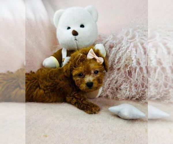 Medium Photo #36 Poodle (Toy) Puppy For Sale in FORT LAUDERDALE, FL, USA