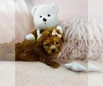 Small Photo #36 Poodle (Toy) Puppy For Sale in FORT LAUDERDALE, FL, USA