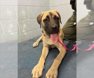 Mastiff-Unknown Mix Dogs for adoption in Woodland, CA, USA