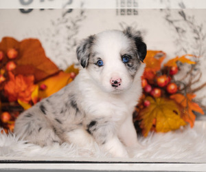 Border Collie Puppy for sale in STRAFFORD, MO, USA