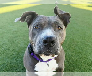 Mutt Dogs for adoption in Martinez, CA, USA