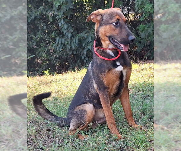 Medium Photo #3 German Shepherd Dog-Unknown Mix Puppy For Sale in Wetumpka, AL, USA