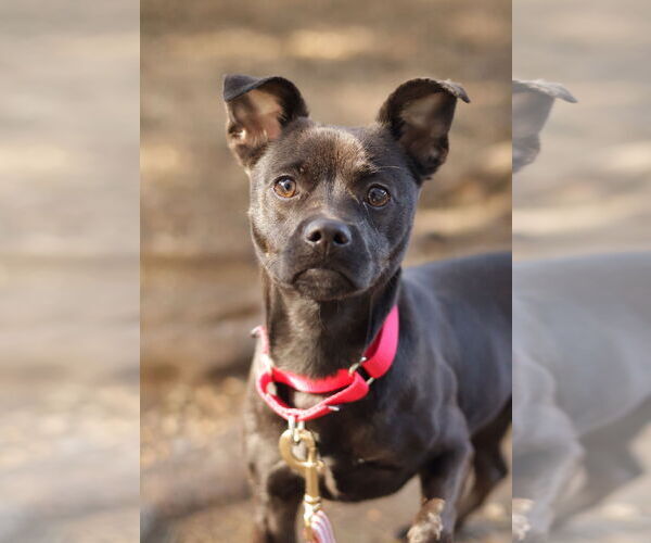 Medium Photo #3 Mutt Puppy For Sale in Philadelphia, PA, USA