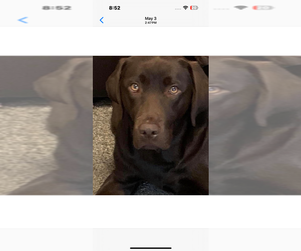 Medium Photo #1 Labrador Retriever Puppy For Sale in ALDERPOINT, CA, USA