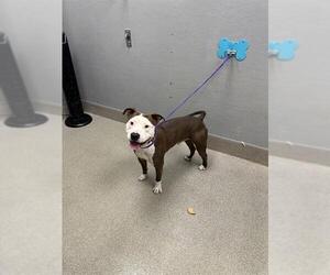 Mutt Dogs for adoption in Las Vegas, NV, USA