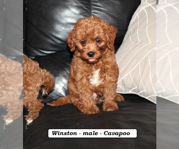 Medium Photo #3 Cavapoo Puppy For Sale in CLARKRANGE, TN, USA