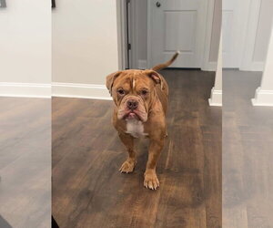 Bowser (previously known as GG) - Male Bulldog Dog for Adoption - Photo #2