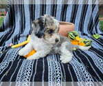 Small #1 Poodle (Miniature)