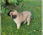 Small Photo #5 Leonberger-Saint Bernard Mix Puppy For Sale in BATH, NY, USA