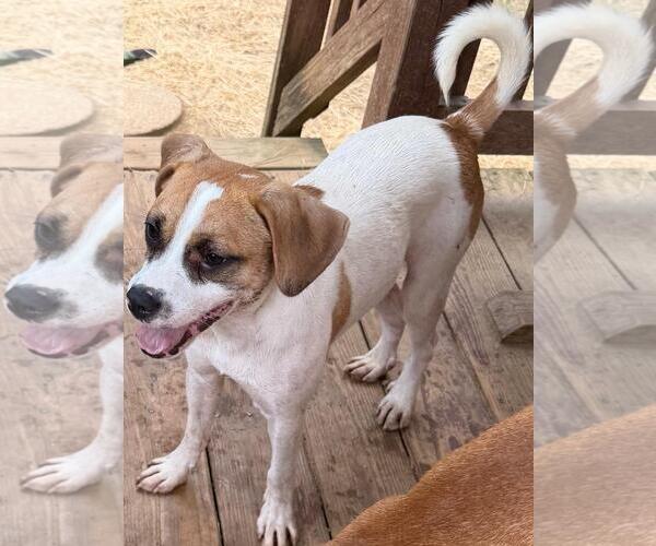 Medium Photo #3 Mutt Puppy For Sale in Wetumpka, AL, USA