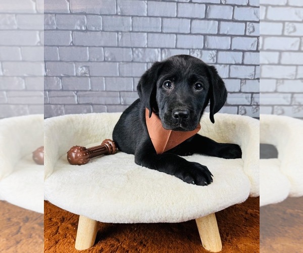 Medium Photo #3 Labrador Retriever Puppy For Sale in OCALA, FL, USA