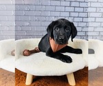 Small #2 Labrador Retriever